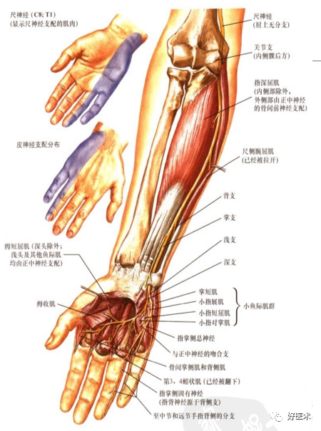 尺侧腕屈肌位置图图片