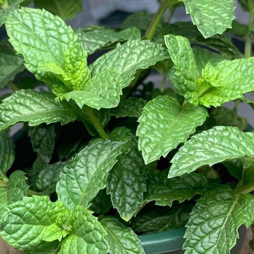 花管家园艺生活馆