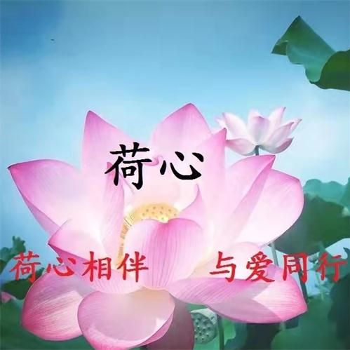 雨落荷心