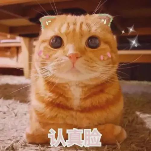 猫咪打咩表情包图片