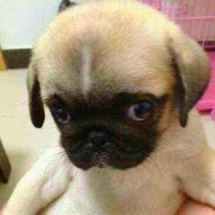 来自知乎的一只小胖子