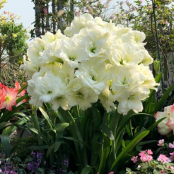 花友东莞珊
