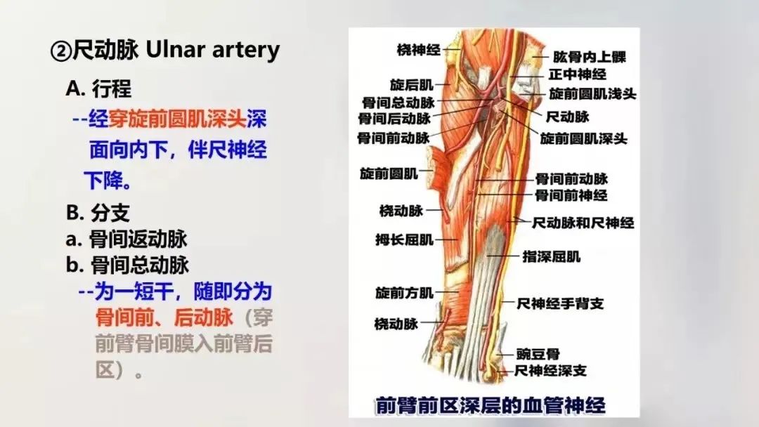 70张高清上肢解剖图谱