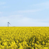 大山里的远儿有话说