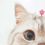 逐虎的毛纺