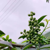 老北京冰糖葫芦