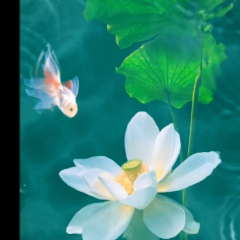 苏越的半亩方塘