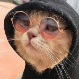 流量猫猫头