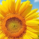 健康快乐幸福的生活