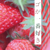 小太阳的叽里呱啦