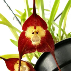 陈大奇的百草园