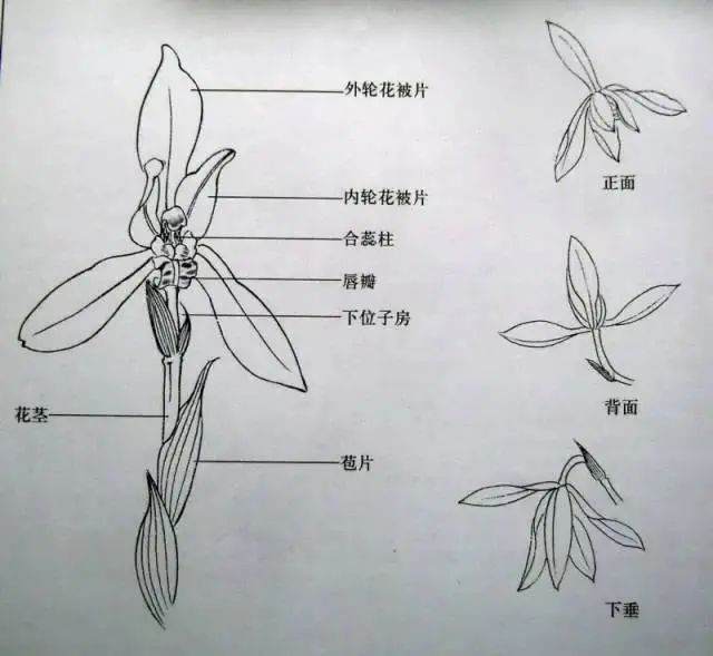 兰花的结构 如楚国诗人屈原就以秋兰兮清清