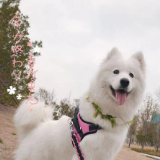 孙大圣没有松箍咒