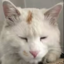 小马搞笑配音哦