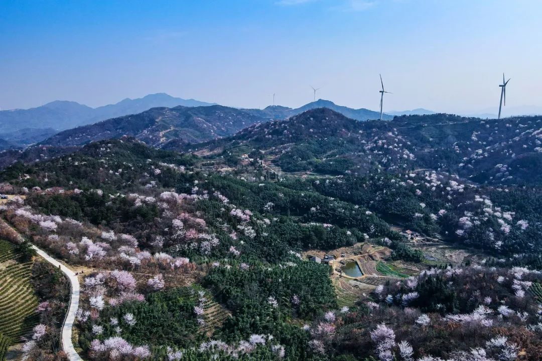 大悟野樱花图片