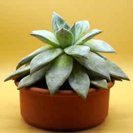 小菠萝考研联盟