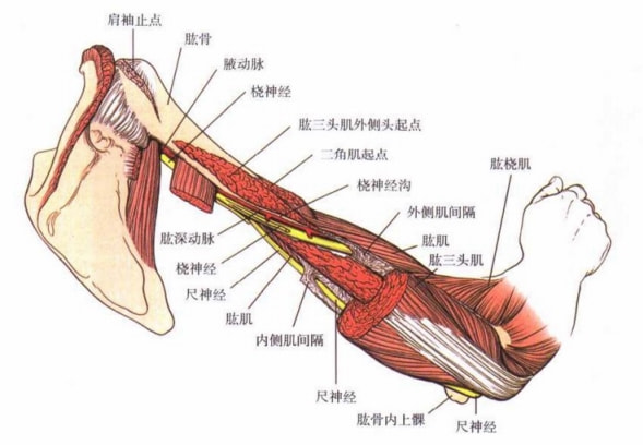肱骨髁神经血管解剖图图片