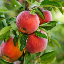 爱施蔓碳素营养水溶肥