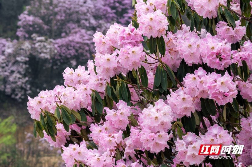 炎陵云上大院赏花步入杜鹃档明日与你有约