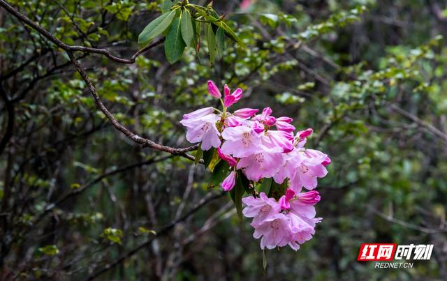 炎陵云上大院赏花步入杜鹃档4月13日与你有约