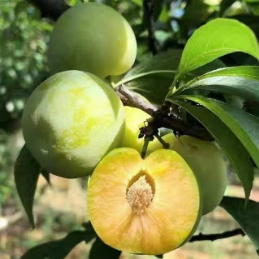 四川易申果苗基地