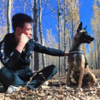 九美工作犬
