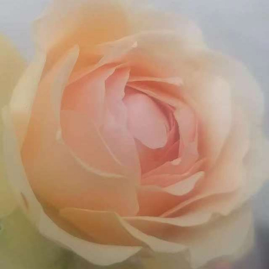 曙光家的阳台月季