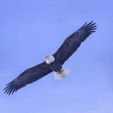 鲲鹏一日三万里