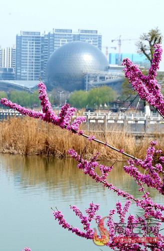 商丘市一花一枝皆是景  醉美人间四月天