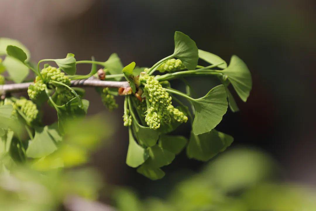 银杏树的花图片