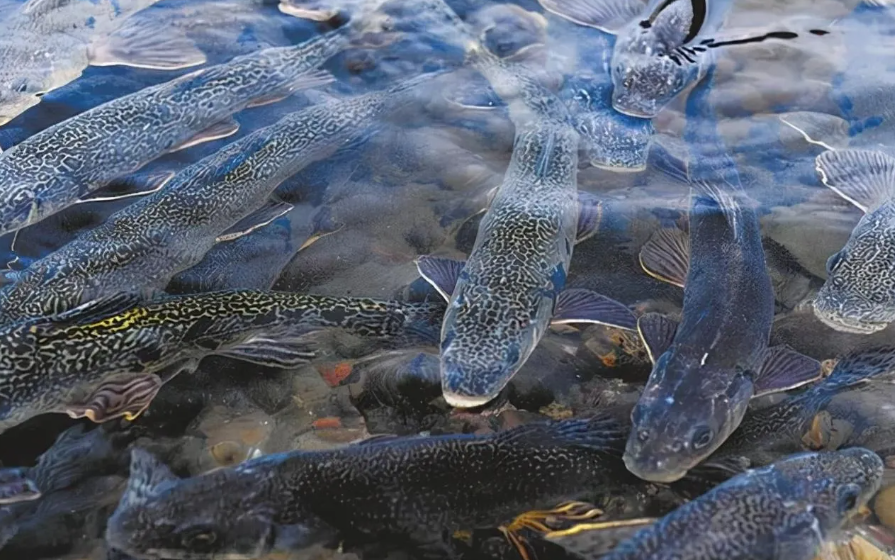 西藏羊湖的鱼有8亿公斤,为何没一人敢吃,真相令人不寒而栗