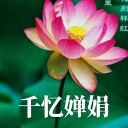 千忆婵娟