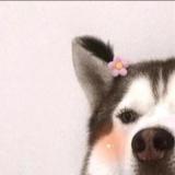 走走全球宠范儿