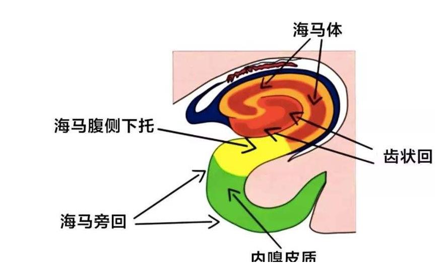 原来和记忆有关