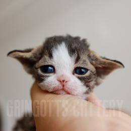 古灵阁德文猫舍