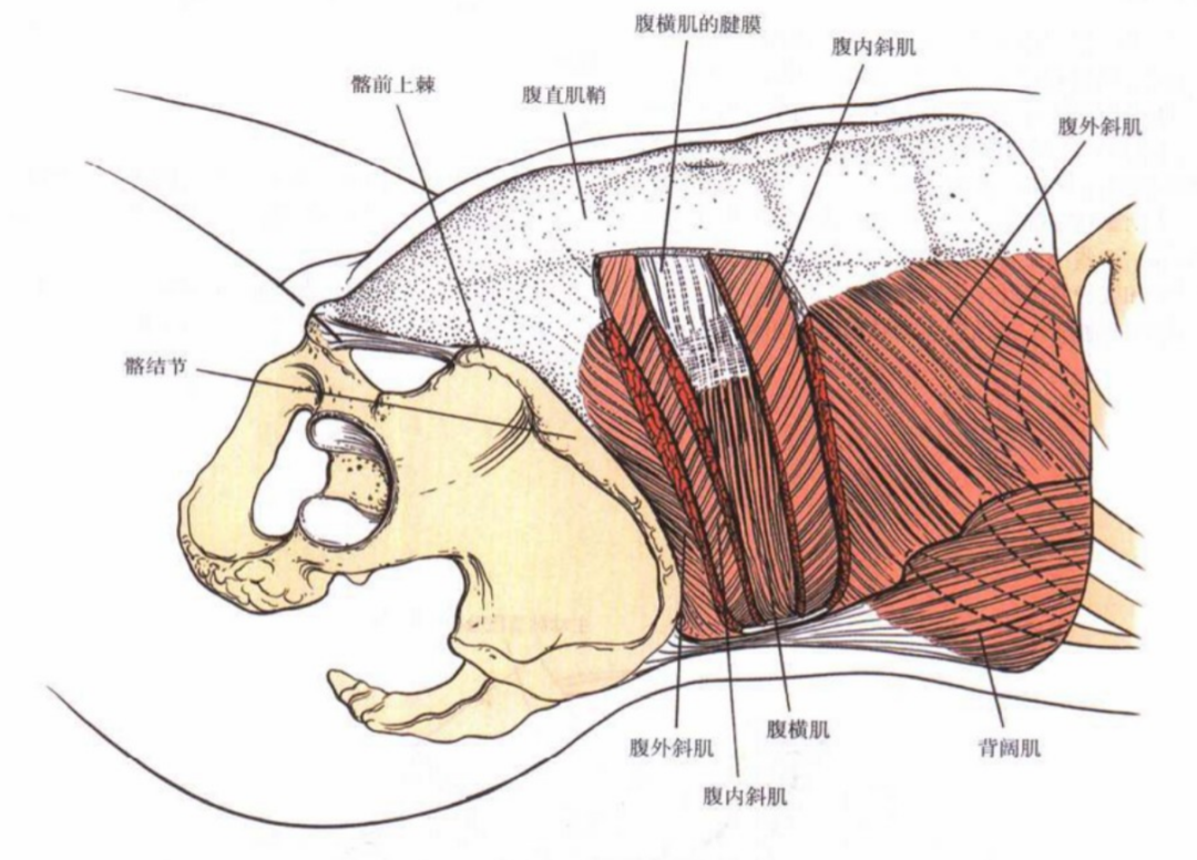 图6 沿皮肤切口方向分开腹横肌