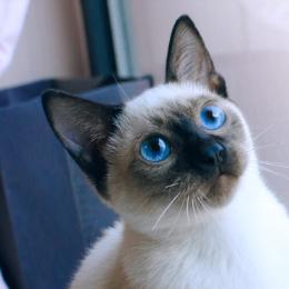 乖巧的猫猫