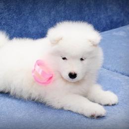 宠物嘎嘎的乐趣