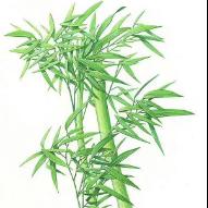 花生了什么树