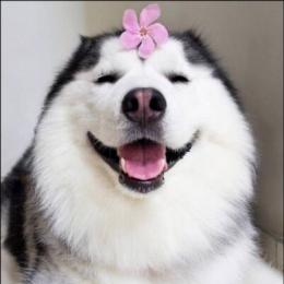 迷之人类研究所