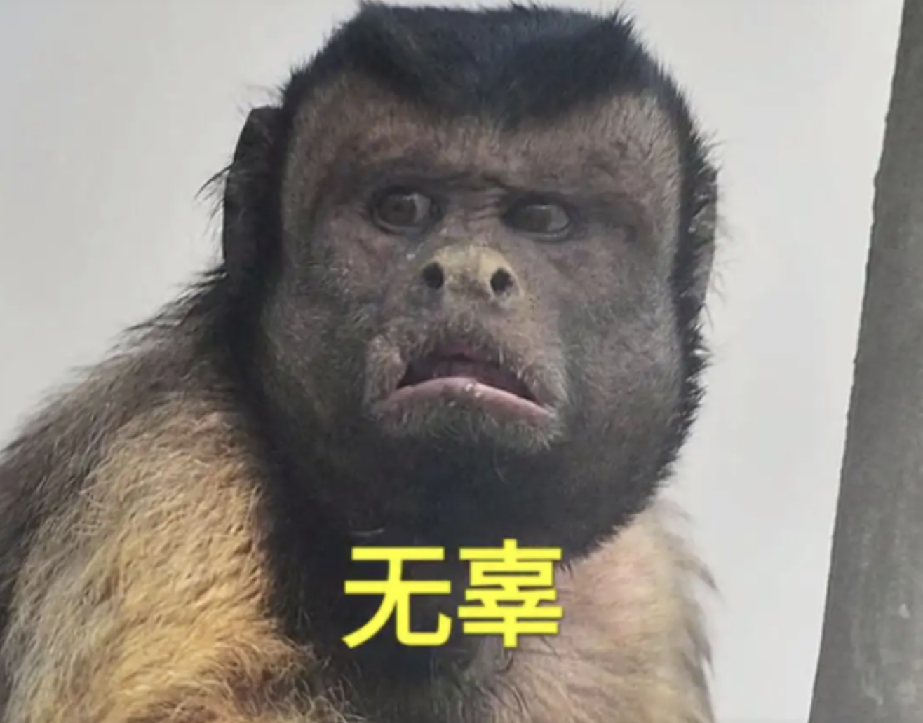 动物园出现一国字脸猴子满脸络腮胡人们担忧的事还是来了