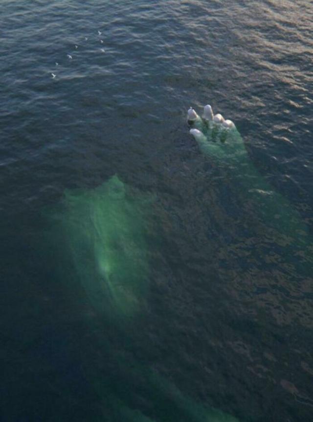 能吓死人的深海恐惧图图片