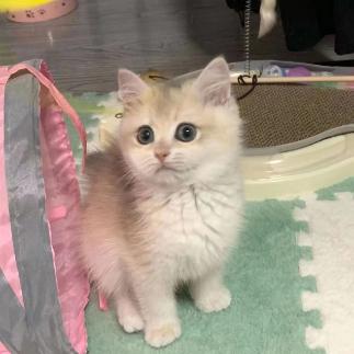 可爱猫咪白板