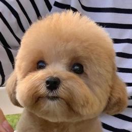 可爱又聪明的小狗