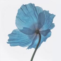 幸福安宁的生活