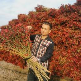 亚军辣椒一条龙