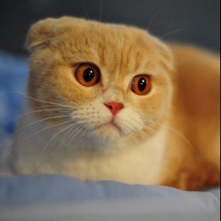 躲猫猫的羊排