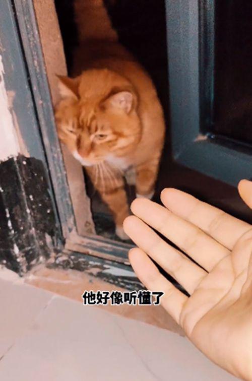 猫叫声播放友好图片