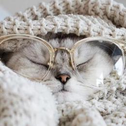小洪的小猫咪