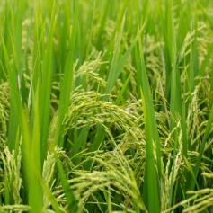 地地道道稻地稻